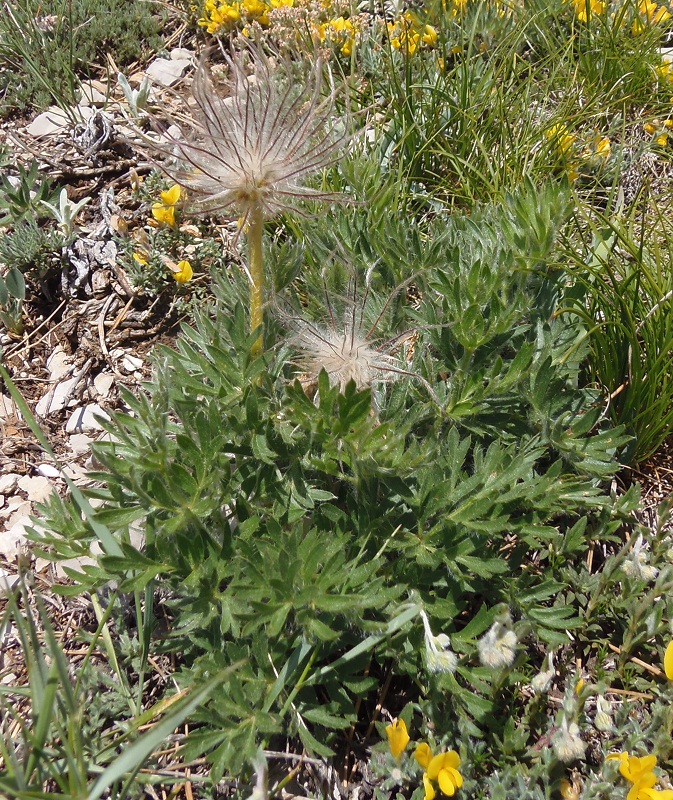 Image of Pulsatilla taurica specimen.
