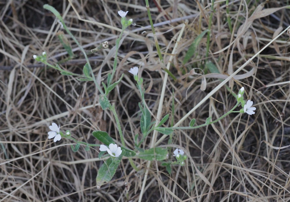 Image of Cryptospora falcata specimen.