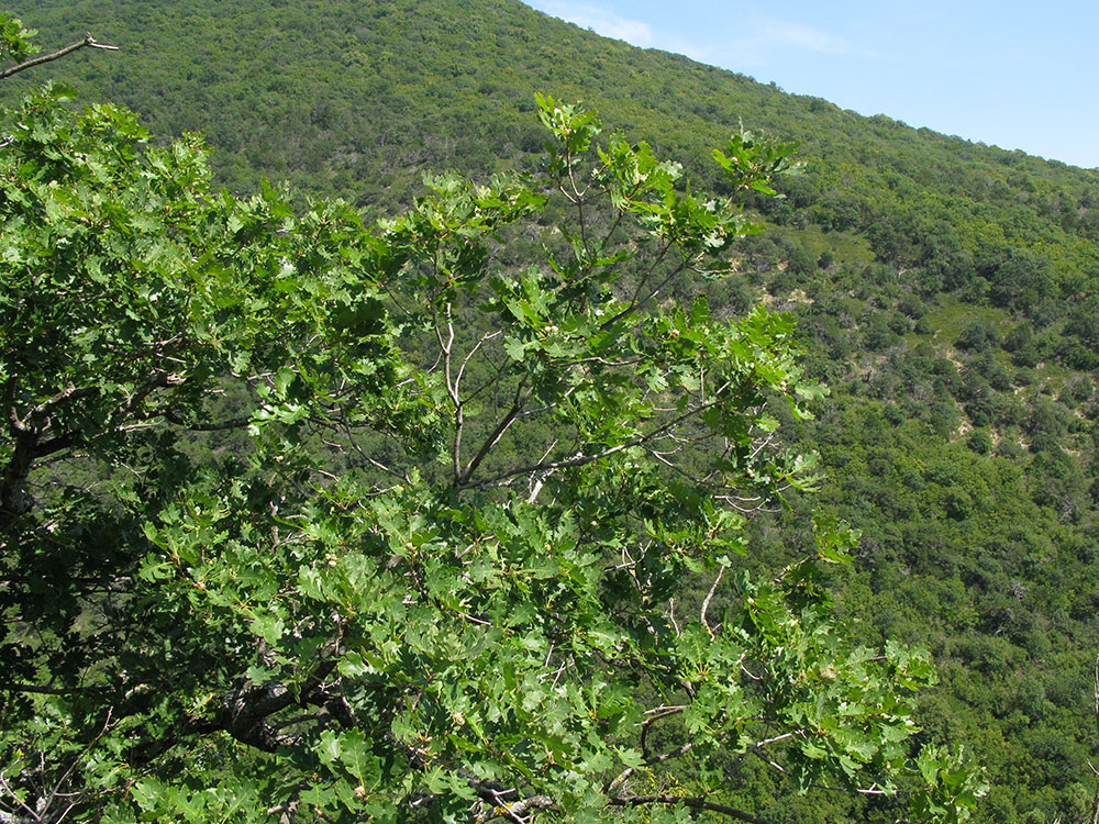 Image of Quercus pubescens specimen.