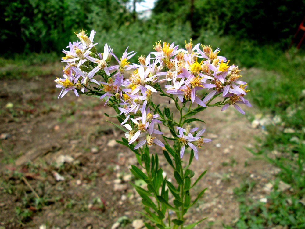 Image of Galatella dracunculoides specimen.