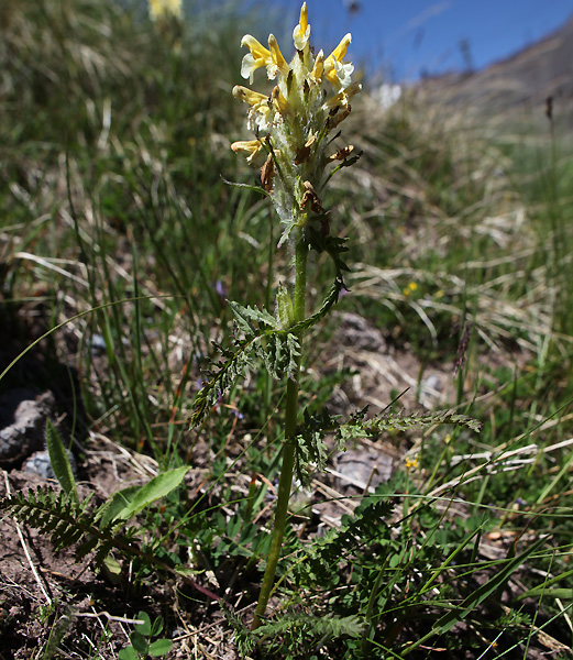 Изображение особи Pedicularis condensata.