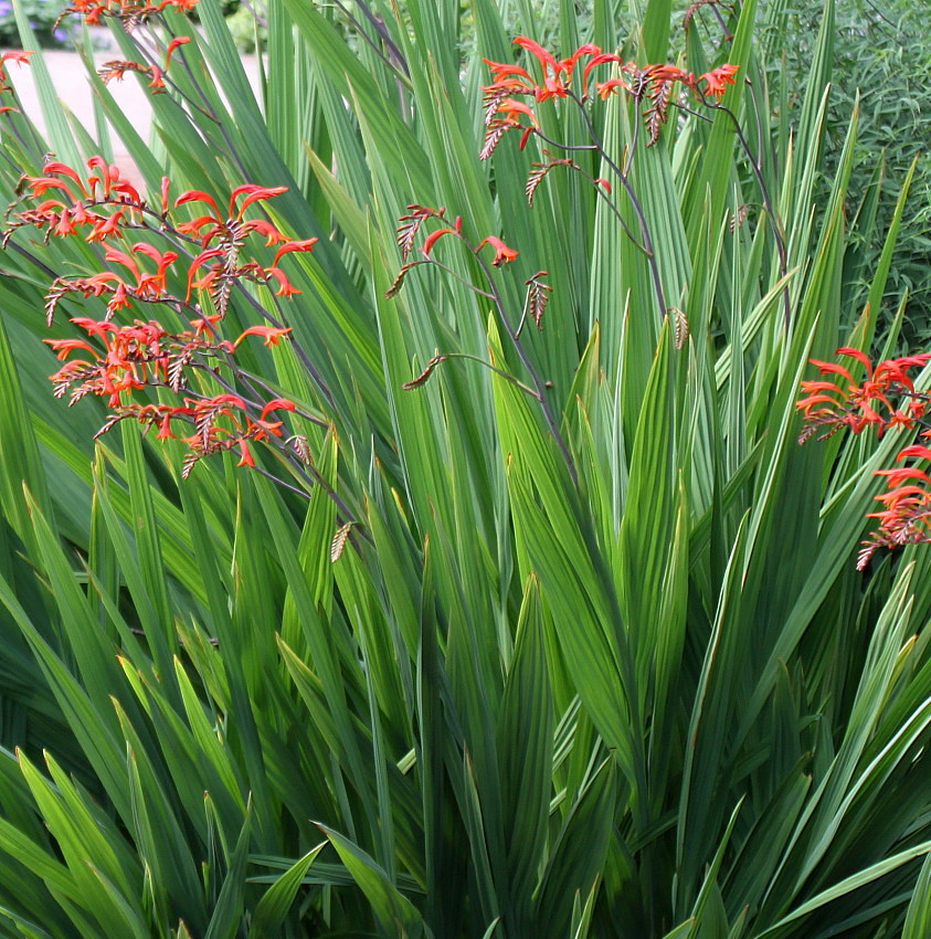 Image of Crocosmia masoniorum specimen.