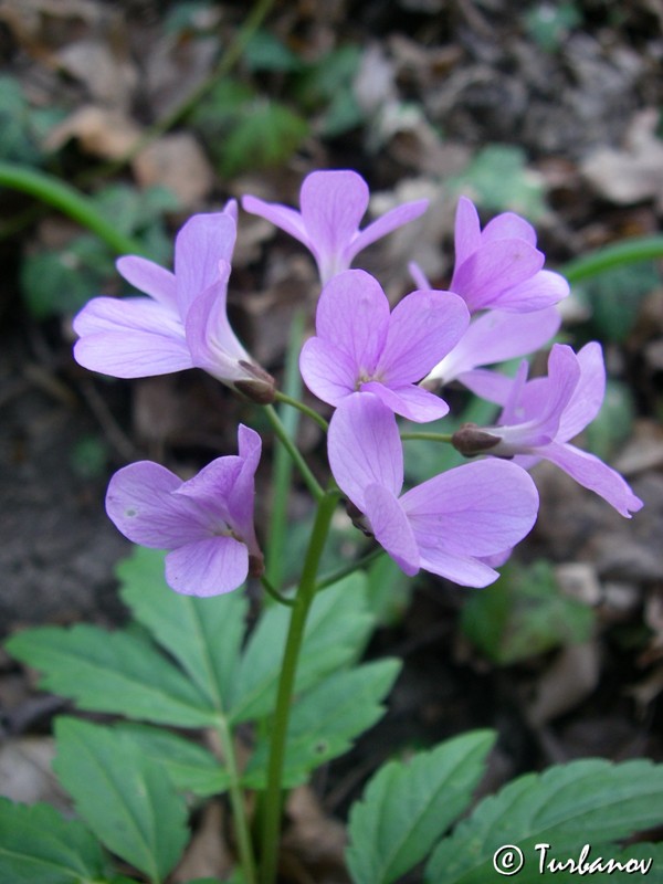 Image of Cardamine quinquefolia specimen.