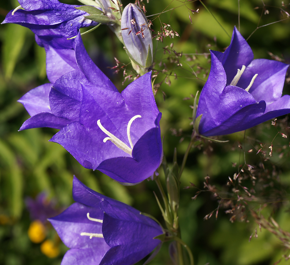 Image of Campanula persicifolia specimen.