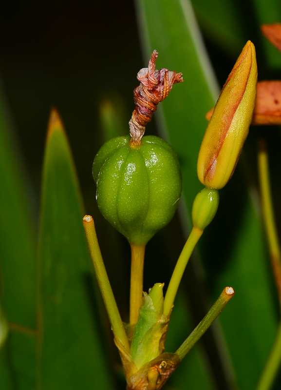 Изображение особи Belamcanda chinensis.