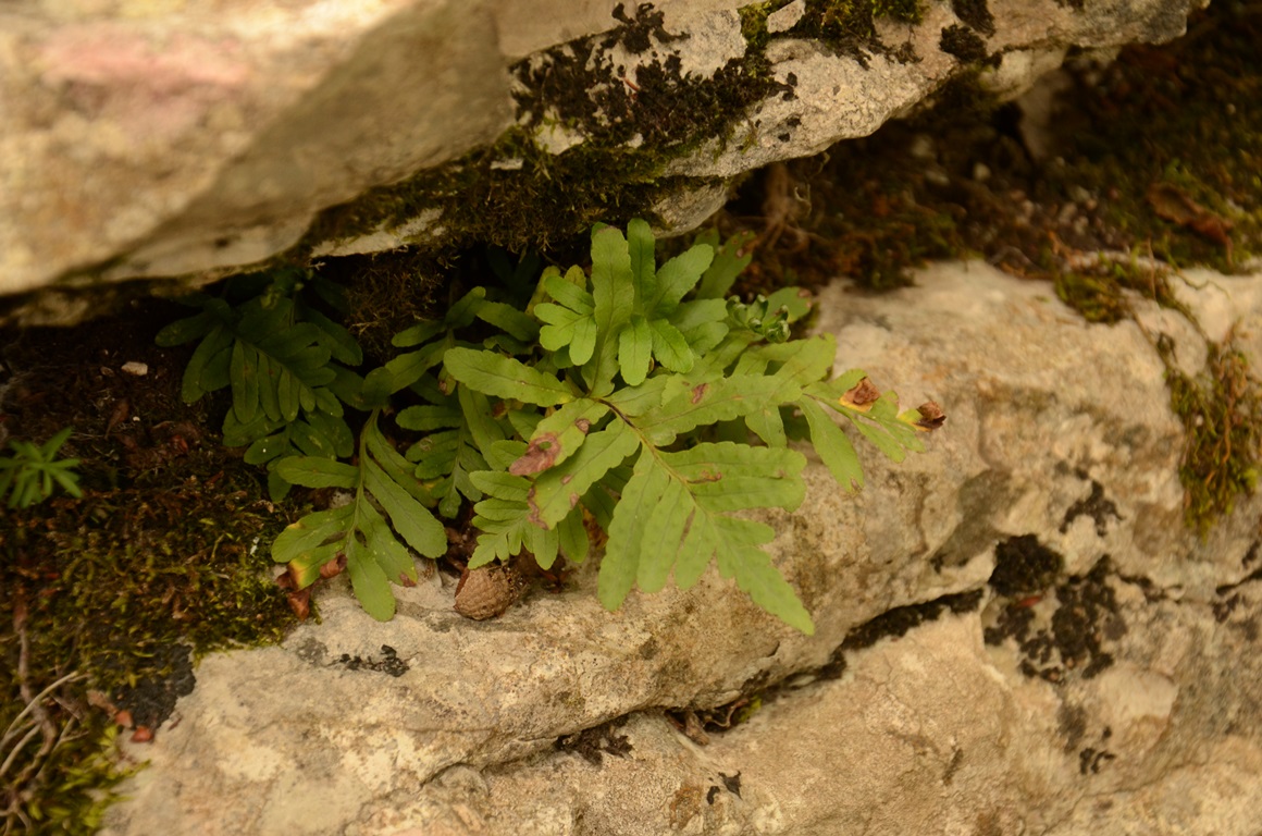 Изображение особи род Polypodium.