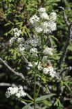 Galium turkestanicum