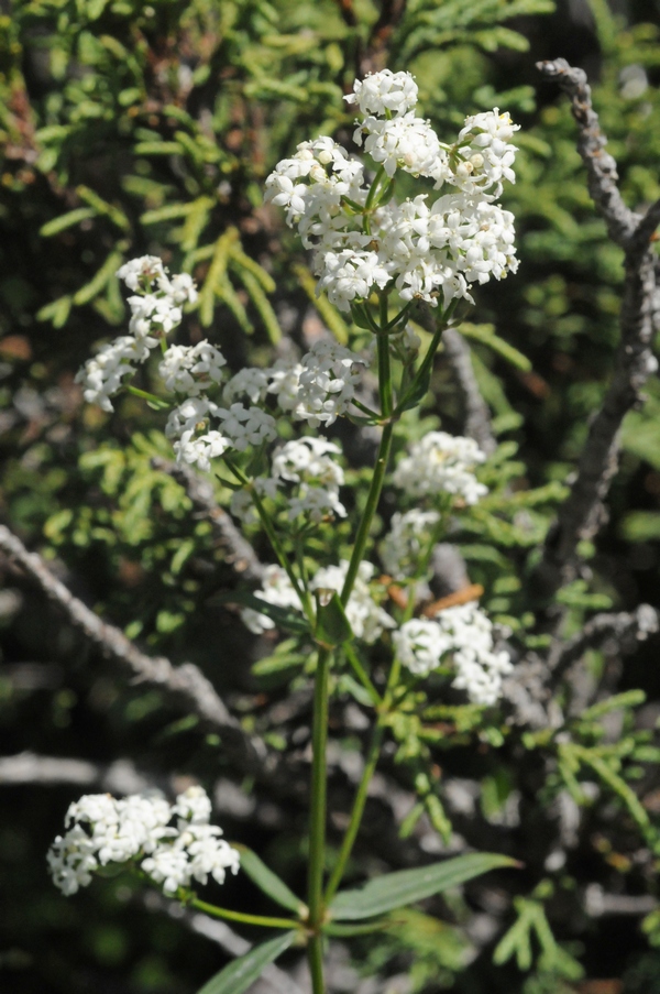 Изображение особи Galium turkestanicum.