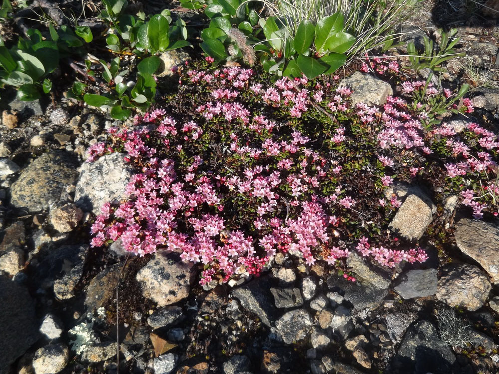 Изображение особи Loiseleuria procumbens.