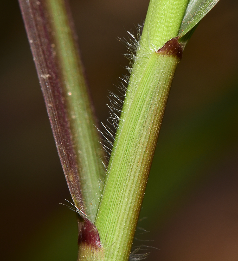 Изображение особи Pennisetum setaceum.