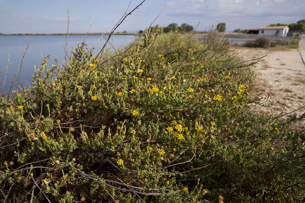 Изображение особи Limbarda crithmoides.