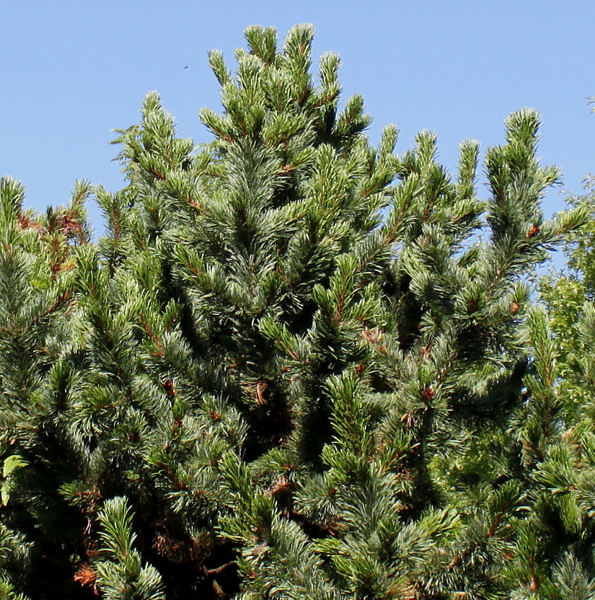 Изображение особи Pinus aristata.
