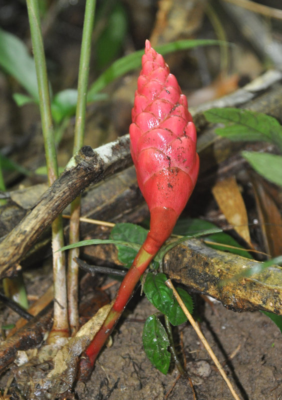 Image of Zingiber matutumense specimen.