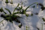 Galanthus plicatus. Цветущие растения. Крым, Севастополь, окр. Балаклавы. 6 февраля 2014 г.