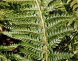 Polystichum setiferum