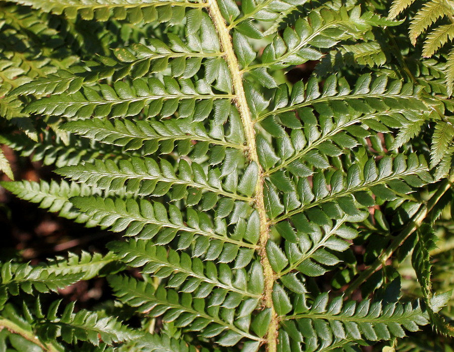 Изображение особи Polystichum setiferum.