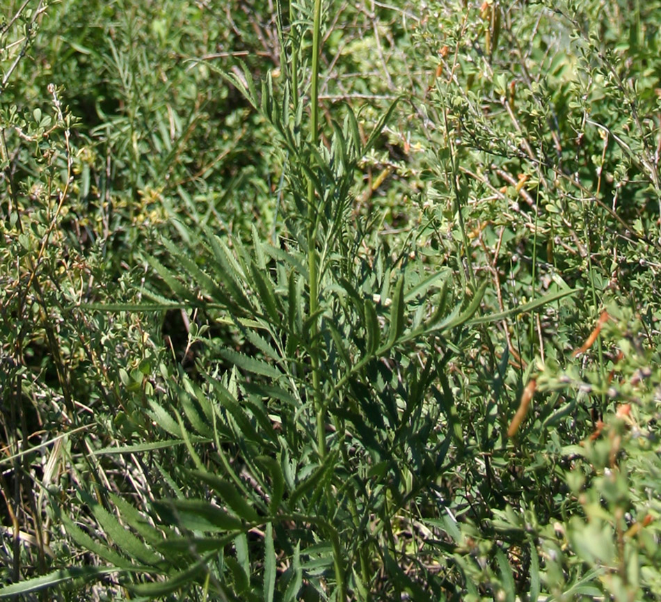 Image of Rhaponticoides ruthenica specimen.