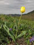 Tulipa suaveolens