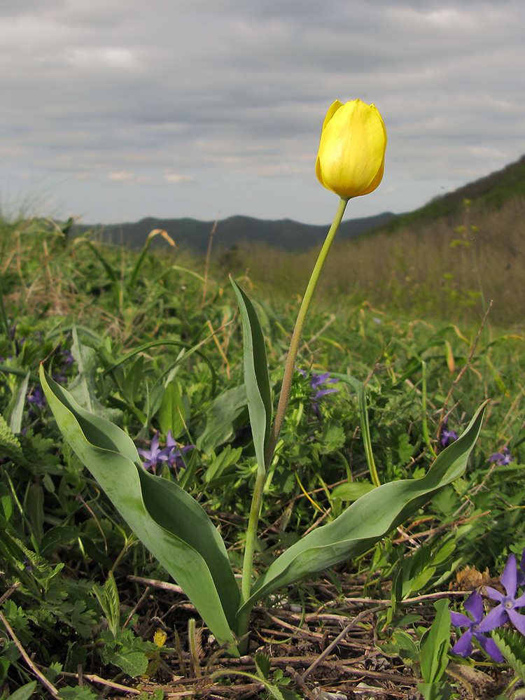 Изображение особи Tulipa suaveolens.