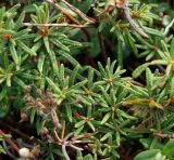 Ledum decumbens