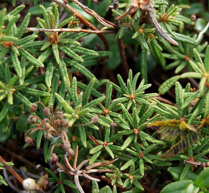 Изображение особи Ledum decumbens.