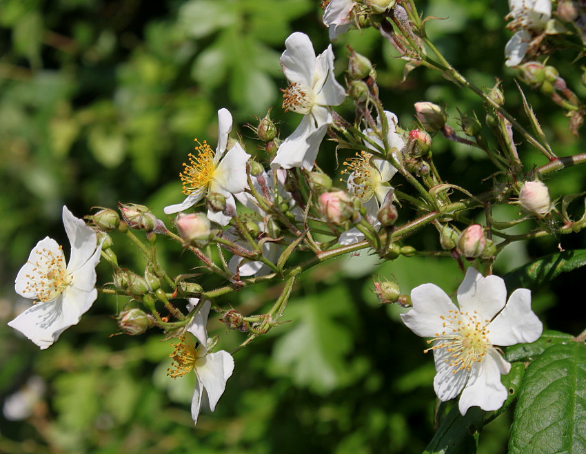 Image of Rosa multiflora specimen.