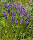 Polygala comosa