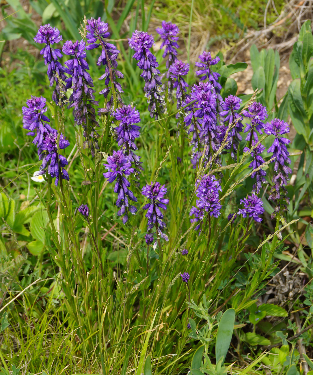 Изображение особи Polygala comosa.