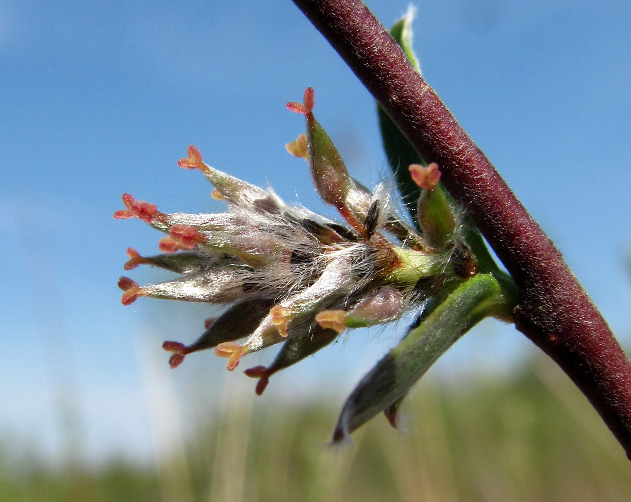 Image of Salix rosmarinifolia specimen.