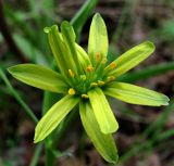 Gagea lutea. Сросшиеся цветки. Архангельская обл., Приморский р-н, близ р. Ижма. 23.05.2014.