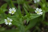 Cerastium holosteum. Цветки и листья. Ставропольский край, Бештаугорский заказник. 04.05.2014.