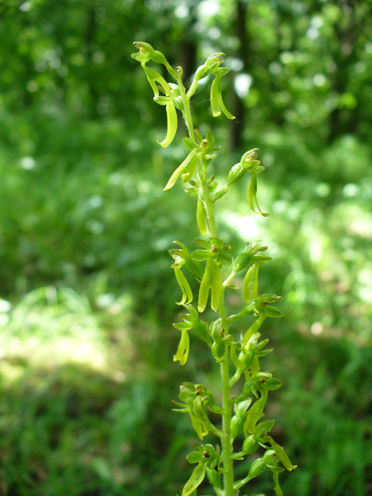 Image of Listera ovata specimen.