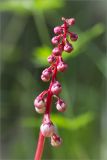 Pyrola minor