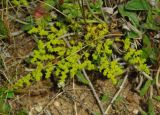 Herniaria glabra