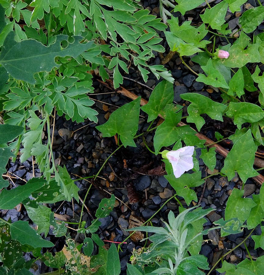 Image of Calystegia hederacea specimen.