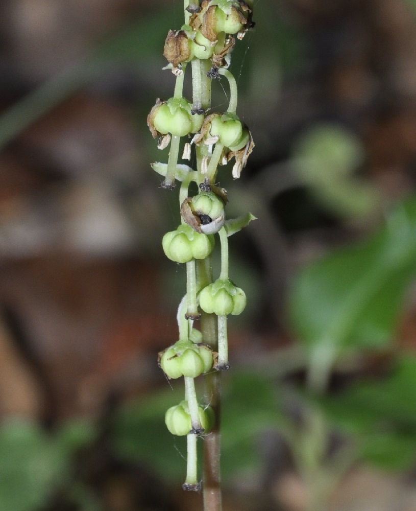 Image of Orthilia secunda specimen.