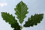 Quercus dshorochensis. Листья. Германия, г. Дюссельдорф, Ботанический сад университета. 03.06.2014.