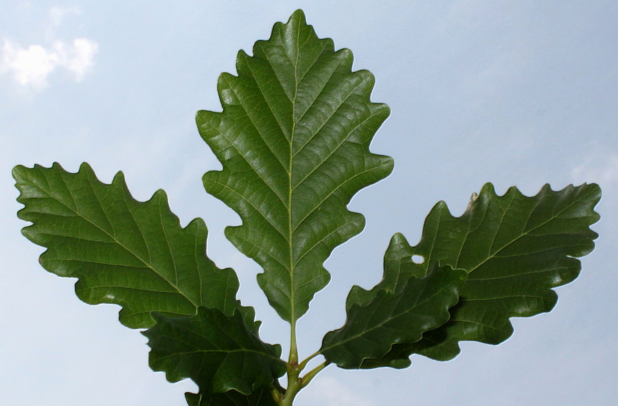 Изображение особи Quercus dshorochensis.