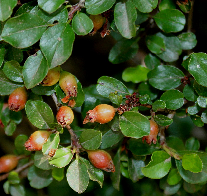 Image of Cotoneaster praecox specimen.