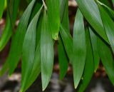 Acacia melanoxylon