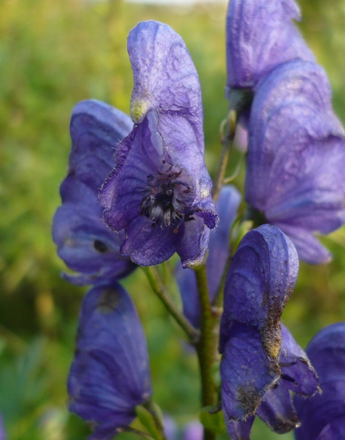 Изображение особи Aconitum baicalense.