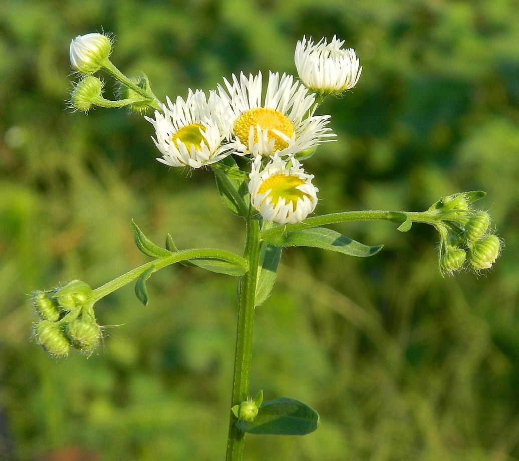 Image of Erigeron annuus specimen.