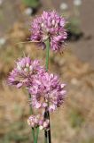 Allium psebaicum