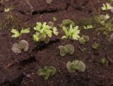 Adiantum pedatum