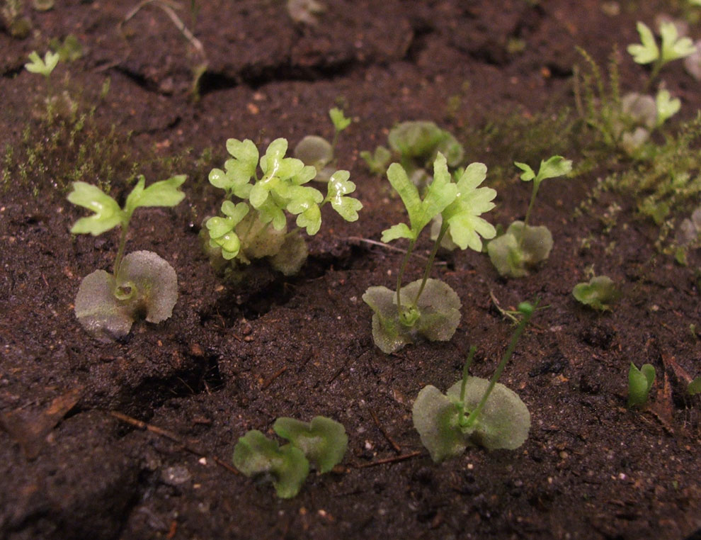 Image of Adiantum pedatum specimen.