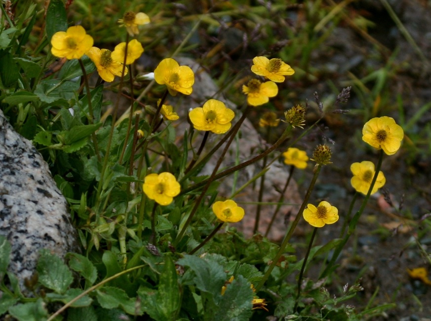 Изображение особи род Ranunculus.