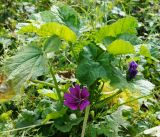 Malva mauritiana. Верхушка цветущего растения. Амурская обл., Благовещенск, неухоженный газон. 27.09.2014.