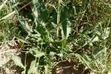 Centaurea scabiosa. Прикорневая розетка листьев. Московская обл., Раменский р-н, окр. ж.-д. платформы Хрипань, залежь. 14.07.2014.