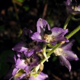 Delphinium maackianum. Часть соцветия. Приморский край, Уссурийский р-н, окр. с. Монакино, пойма ручья. 18.07.2014.