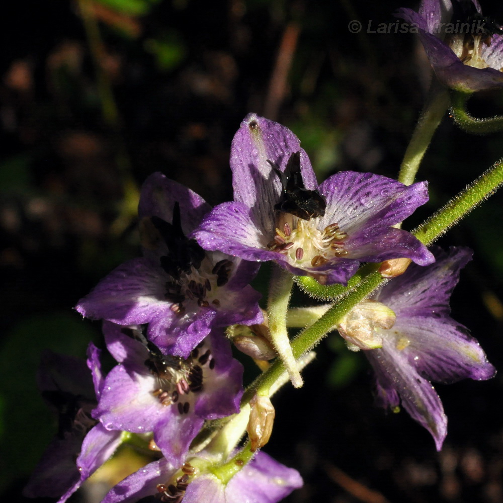 Изображение особи Delphinium maackianum.